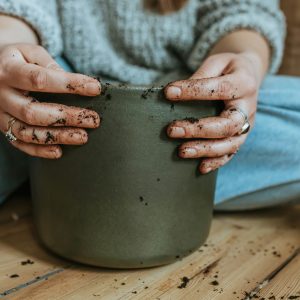 Soil Care & Repotting for Home Plants
