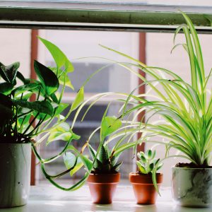 Indoor Plant Health & Stress Signals