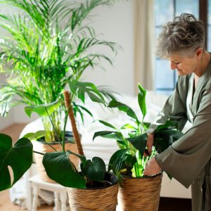 Home Green Plant Care Fundamentals
