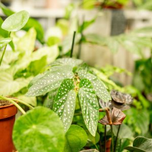Seasonal Care Planning for Green Plants
