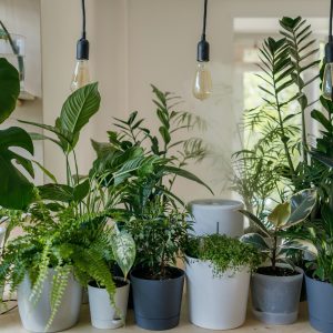 Light Management for Indoor Green Plants